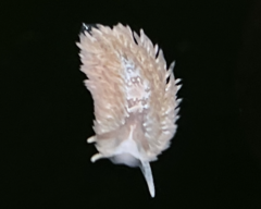 Aeolidia