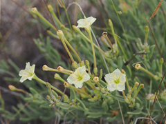 Acleisanthes lanceolata