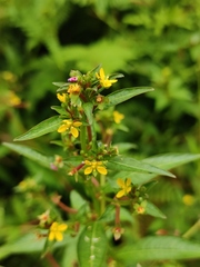 Ludwigia prostrata