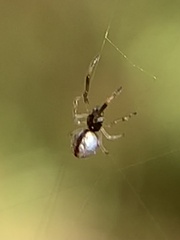 Argyrodes