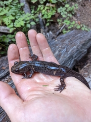 Dicamptodon tenebrosus