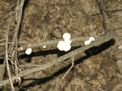 Neofavolus americanus