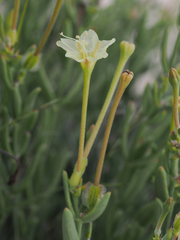 Acleisanthes lanceolata