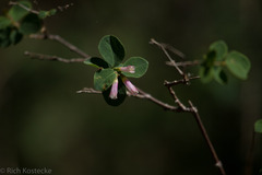 Symphoricarpos rotundifolius