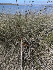Juncus acutus