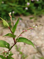 Persicaria pubescens