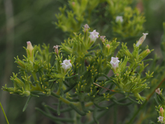 Nama carnosa