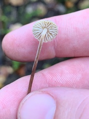 Marasmiineae