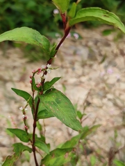 Persicaria pubescens
