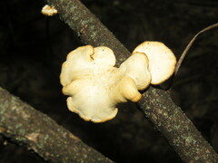 Neofavolus americanus