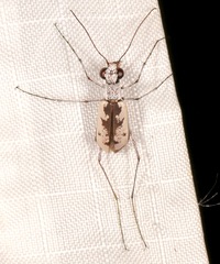 Ellipsoptera hirtilabris