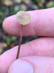 Marasmiineae