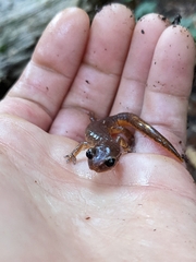 Ensatina eschscholtzii