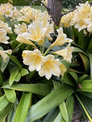 Clivia