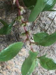 Parietaria cryptorum