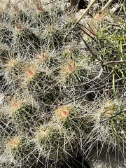 Echinocereus stramineus