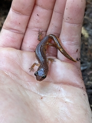 Ensatina eschscholtzii