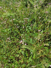 Persicaria hastatosagittata