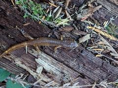 Ensatina eschscholtzii