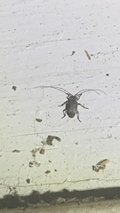 Sternidius mimeticus