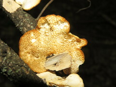 Neofavolus americanus