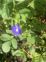 Clitoria ternatea