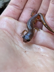 Ensatina eschscholtzii