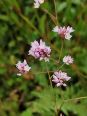 Persicaria hastatosagittata