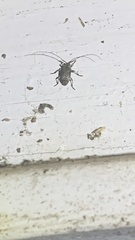 Sternidius mimeticus