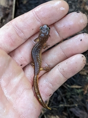 Ensatina eschscholtzii