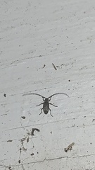 Sternidius mimeticus