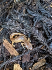 Ensatina eschscholtzii