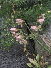 Alstroemeria magnifica