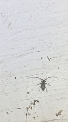 Sternidius mimeticus