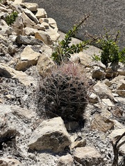 Hamatocactus hamatacanthus