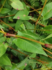 Persicaria hastatosagittata