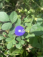 Clitoria ternatea