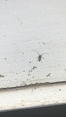 Sternidius mimeticus