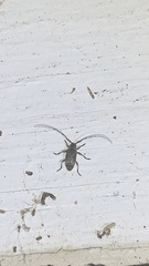 Sternidius mimeticus