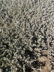 Atriplex leucophylla