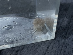 Aeolidia