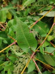 Persicaria hastatosagittata
