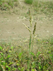 Poa eminens