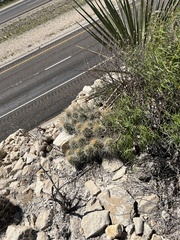 Echinocereus stramineus