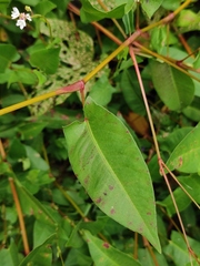 Persicaria hastatosagittata