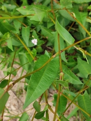 Persicaria hastatosagittata