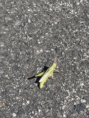 Hesperotettix viridis