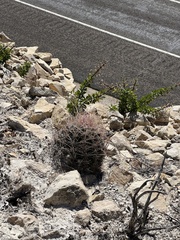 Hamatocactus hamatacanthus