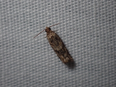 Crocidosema plebejana