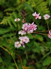 Persicaria hastatosagittata